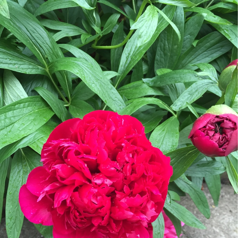 Peony 'Adolphe Rousseau' (Herbaceous)