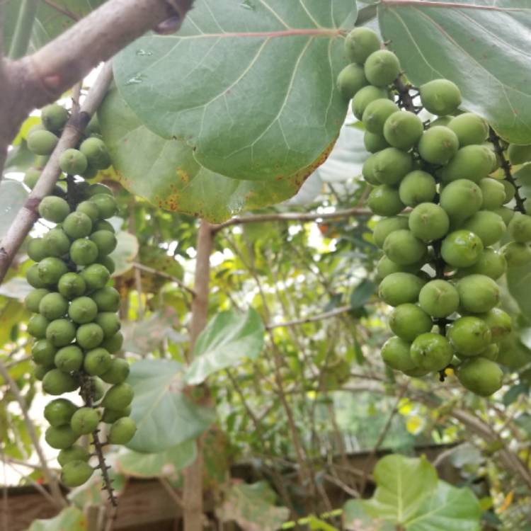 Plant image Coccoloba uvifera