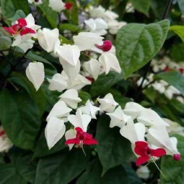 Bleeding Heart Vine