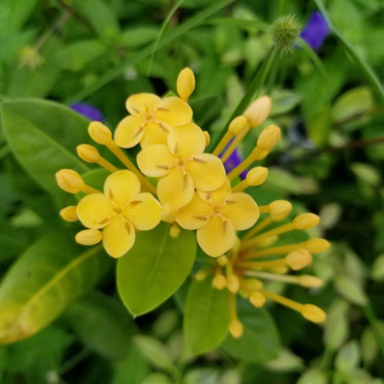 Plant image Ixora 'Pirate's Gold'