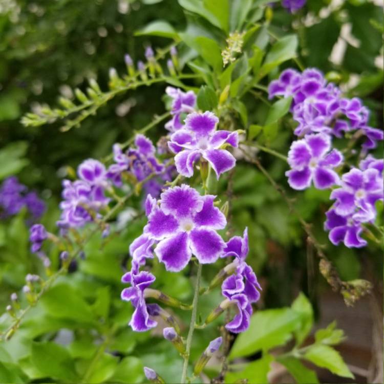 Plant image Duranta