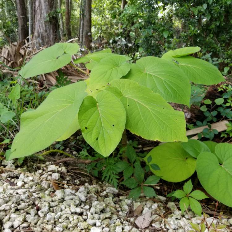 Plant image Piper Auritum