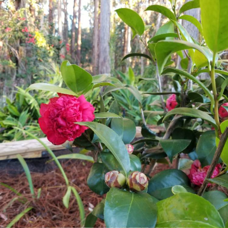 Plant image Camellia japonica 'Doctor Burnside'