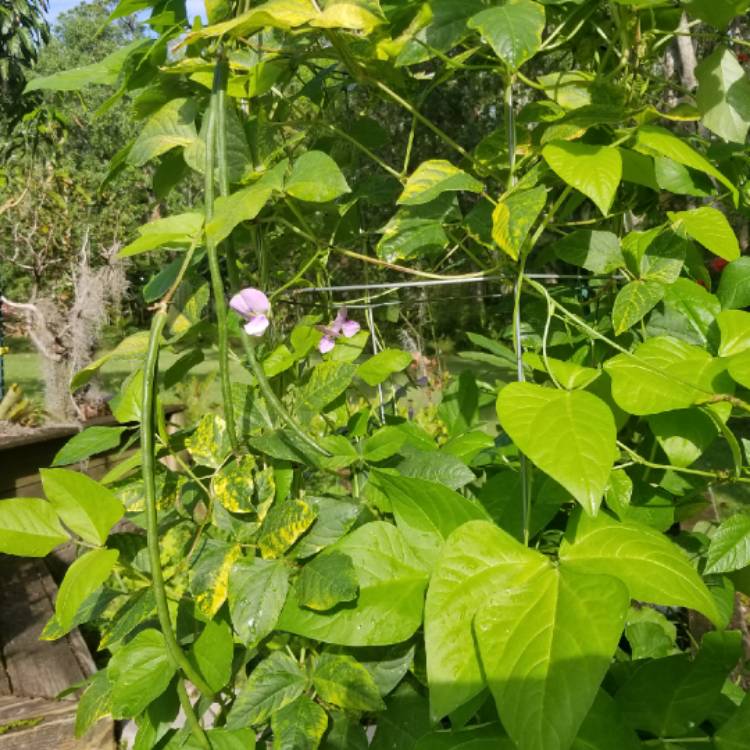 Plant image Vigna unguiculata subsp. sesquipedalis