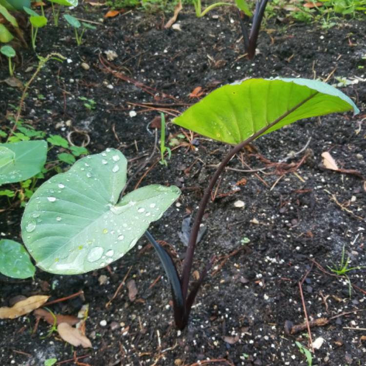 Plant image Colocasia esculenta 'Fontanesii' syn. Colocasia esculenta 'Black Stem'