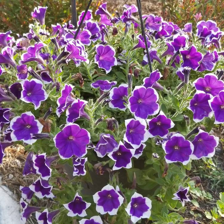 Plant image Petunia multiflora 'Purple Halo'