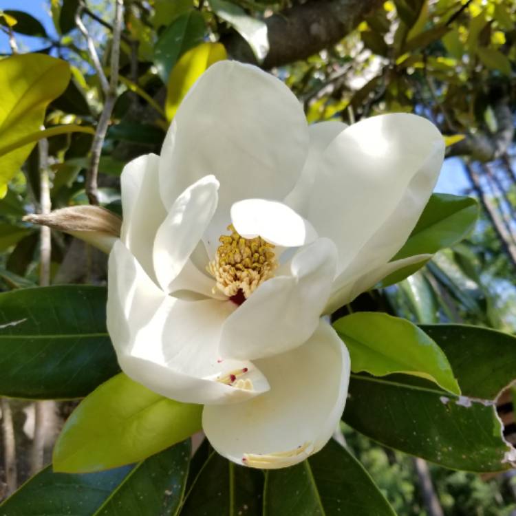 Plant image Magnolia grandiflora 'Little Gem'