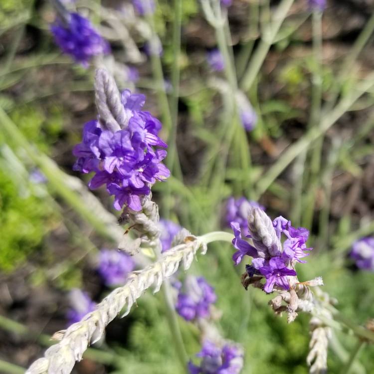 Plant image Lavandula 'Felicia'