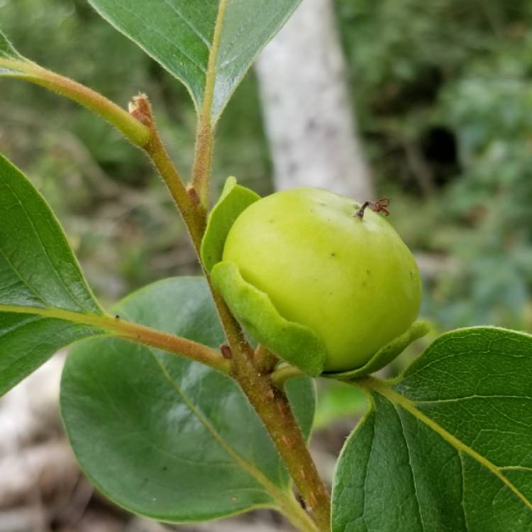 Plant image Diospyros