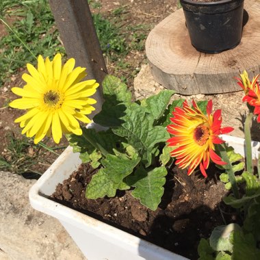 Gerbera Daisy