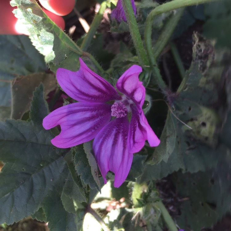 Plant image Malva sylvestris