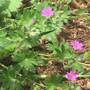 Pelargonium (Geranium)