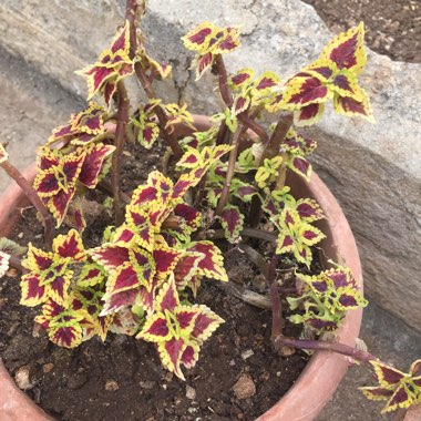 Coleus