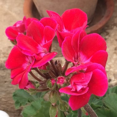 Pelargonium (Geranium)