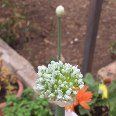 Allium