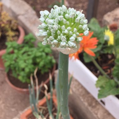 Allium