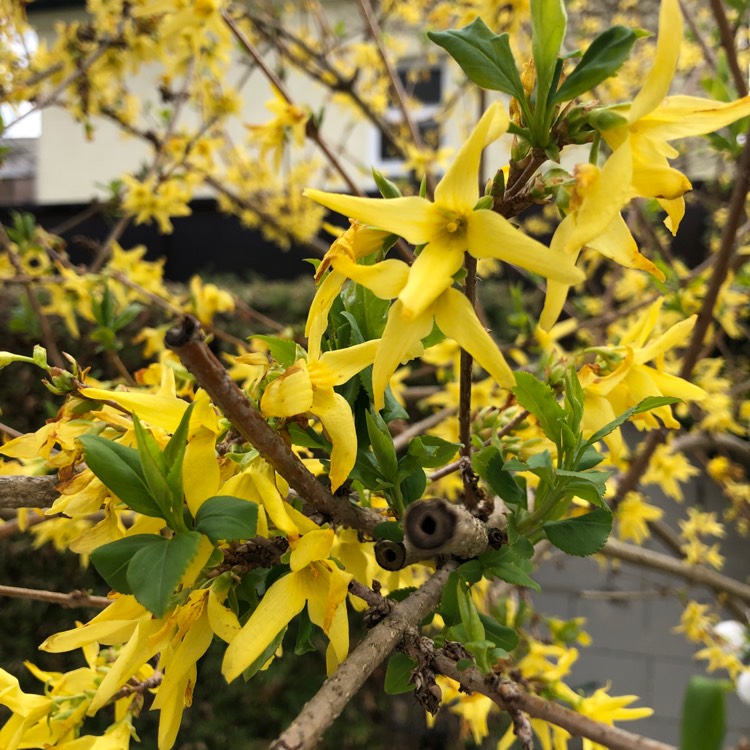 Plant image Forsythia x intermedia 'Beatrix Farrand'