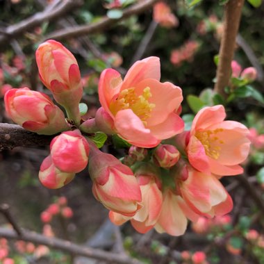 Japanese Quince