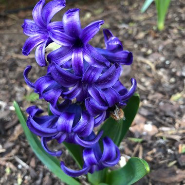 Hyacinth 'Blue Jacket'