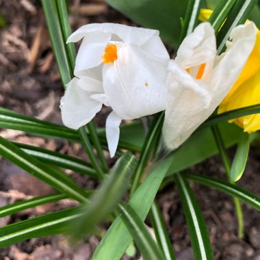 Crocus (Spring)