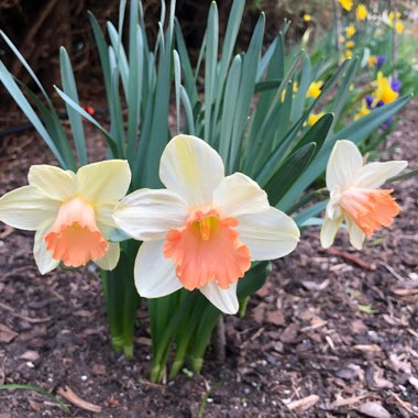 Daffodil (Species) Wild Daffodil