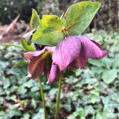 Hellebore (Species) Lenten Rose