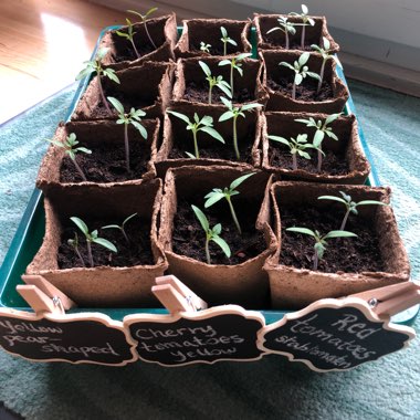 Bush Tomato 'Terenzo' (Cherry Tomato)