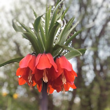 Crown Imperial