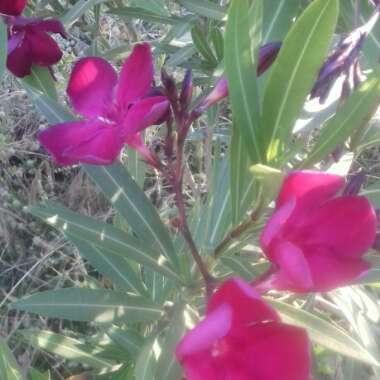 Oleander