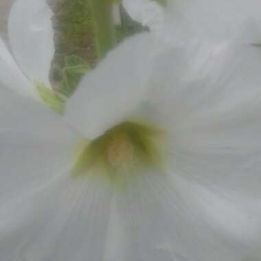 Hollyhock 'Chater's Double Group White'