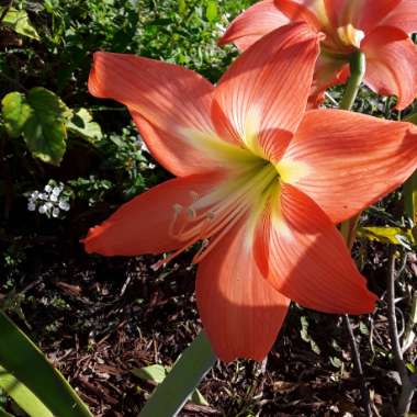 Hippeastrum puniceum