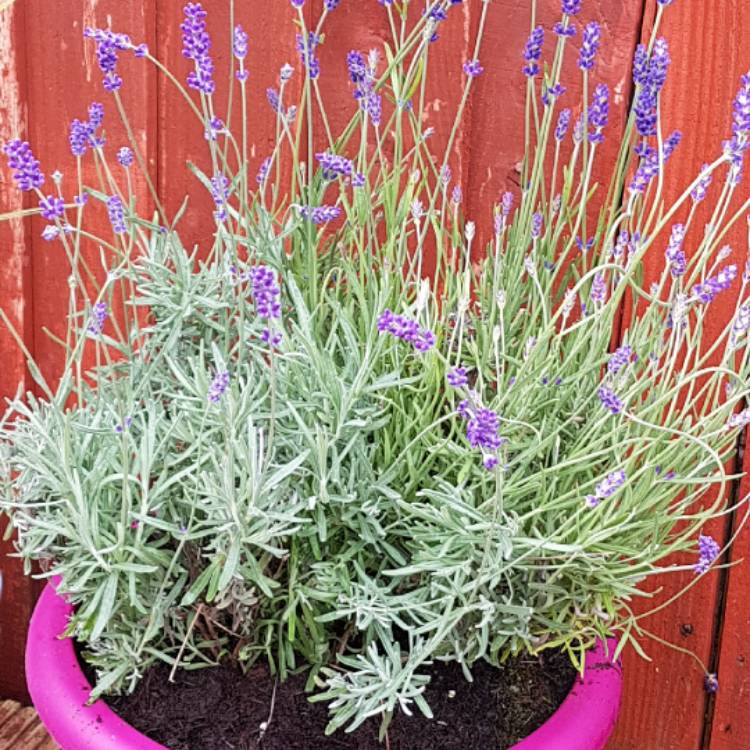 Plant image Lavandula angustifolia 'Dow4' syn. Lavandula angustifolia 'Melissa Lilac'