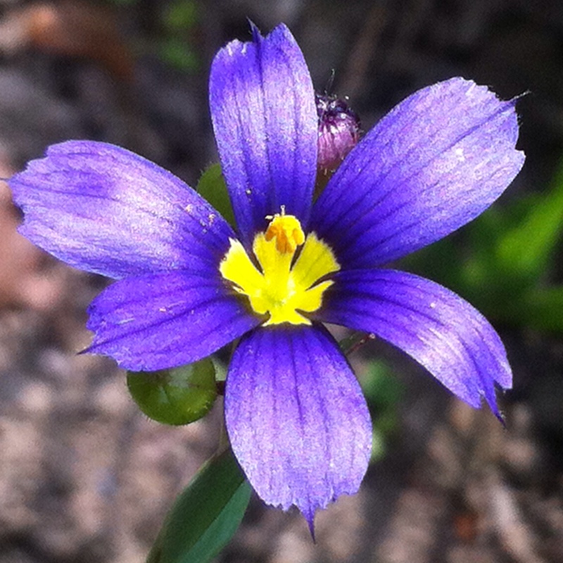 Plant image Sisyrinchium 'Californian Skies'