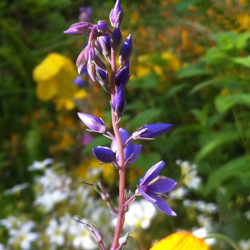 Plant image Parahebe catarractae 'Delight'