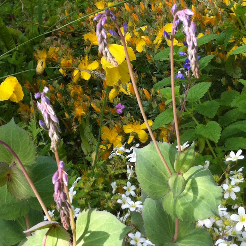 Plant image Parahebe catarractae 'Delight'