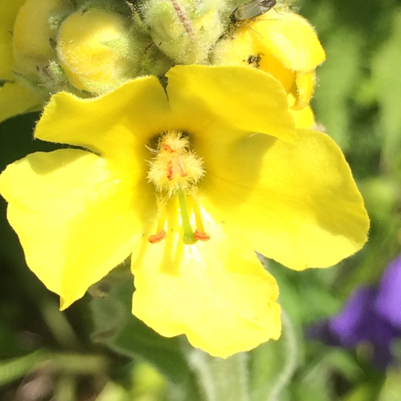 Plant image Verbascum thapsus