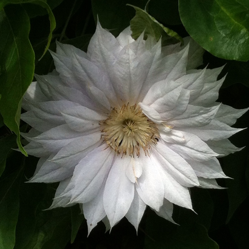 Plant image Clematis 'Belle Of Woking'