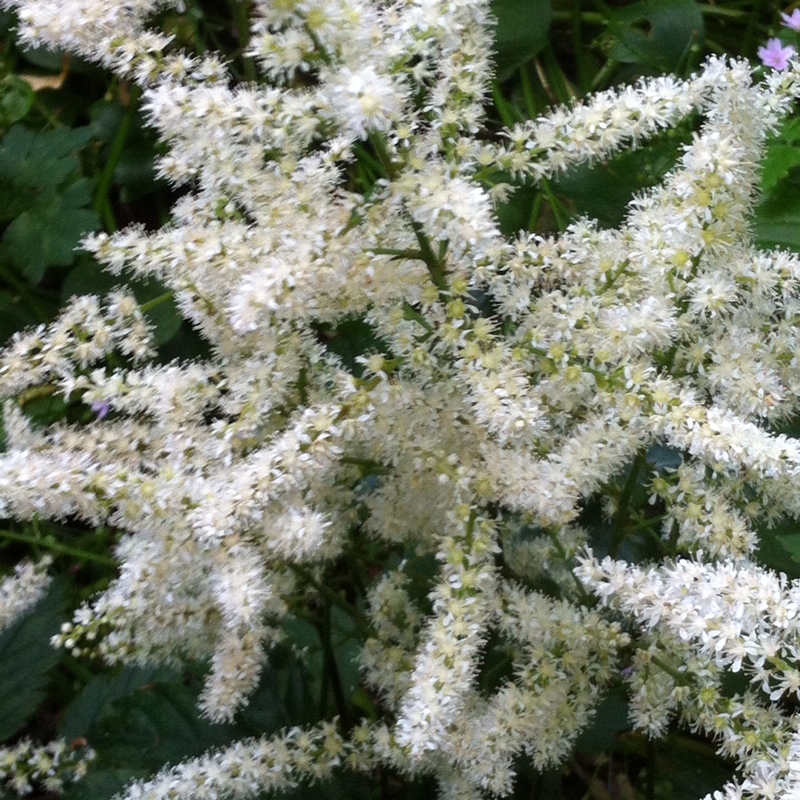 Plant image Astilbe simplicifolia 'Sprite'