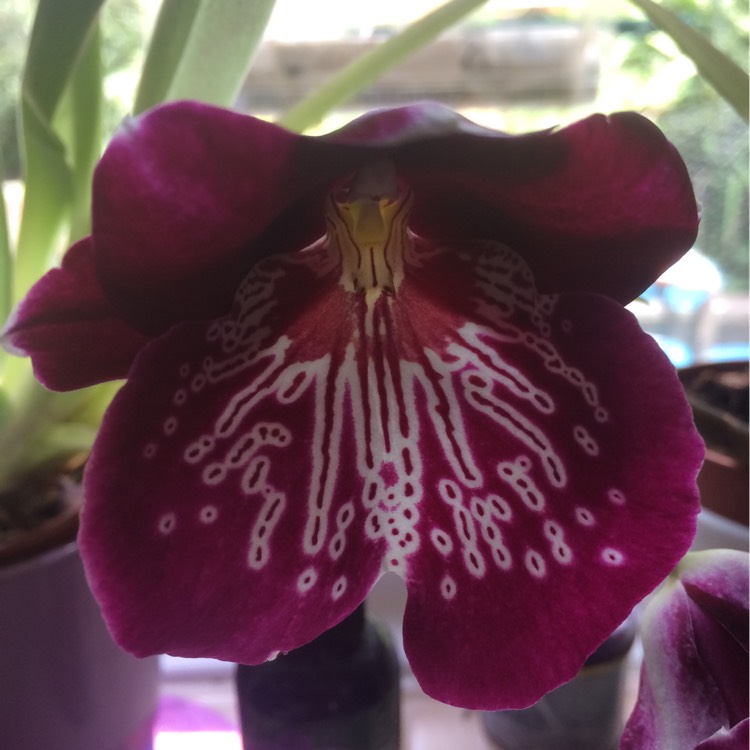 Plant image Miltoniopsis Hybrid