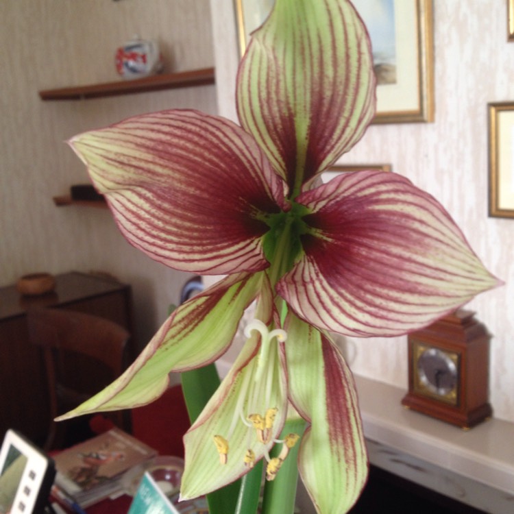 Plant image Hippeastrum psittacinum