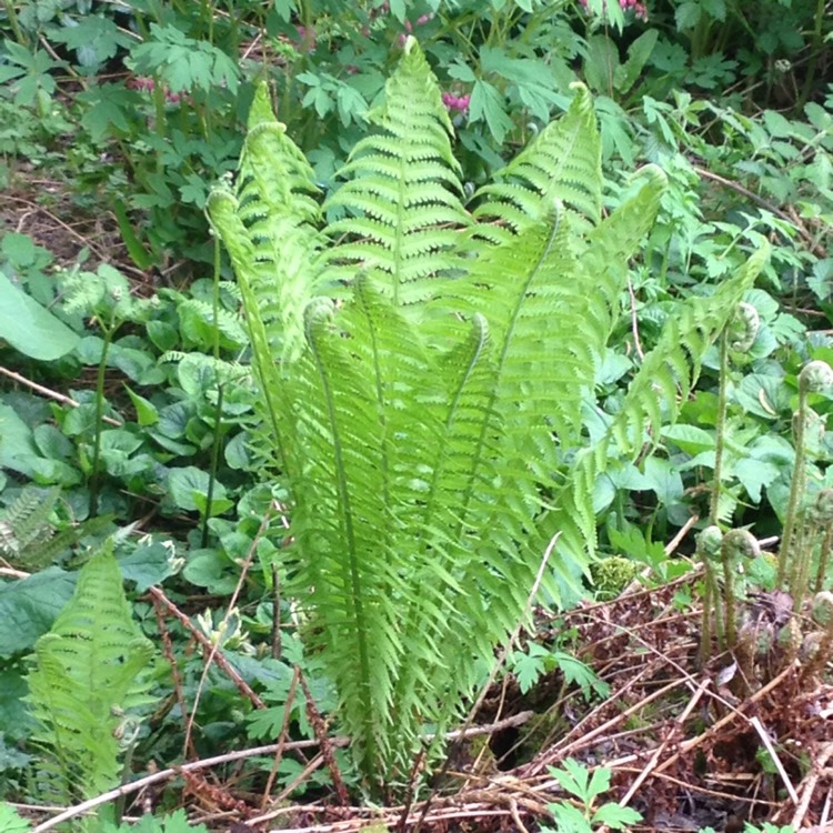 Plant image Matteuccia Struthiopteris