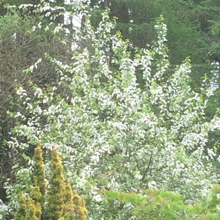 Plant image Prunus padus 'Watereri'