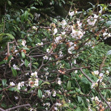 Japanese Quince 'Nivalis'