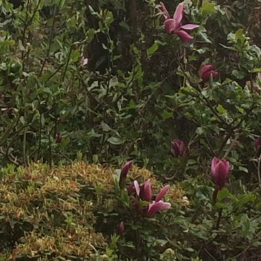 Magnolia 'Rustica Rubra'