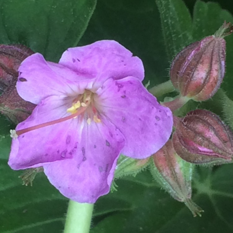 Plant image Geranium phaeum