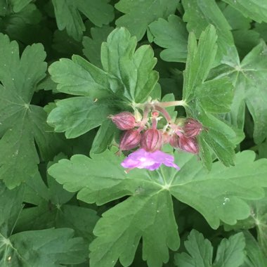 Dusky Cranesbill