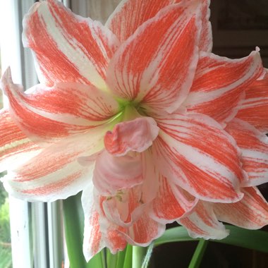 Hippeastrum 'Dancing Queen'