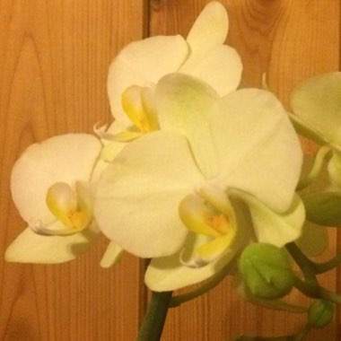 Moth Orchid