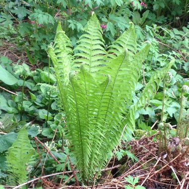 Ostrich fern