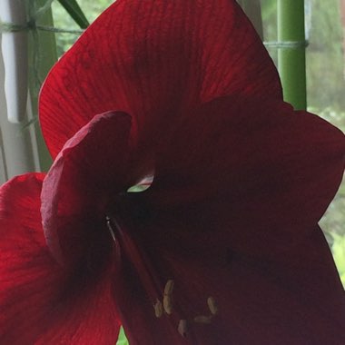 Hippeastrum 'Royal Velvet'